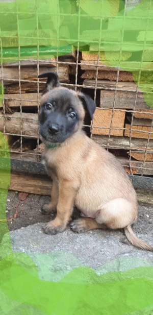 MALINOIS belgischer Schäferhund Welpe
