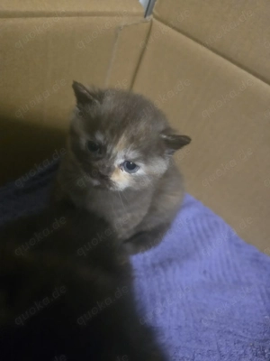 Bkh-kitten Bild 5
