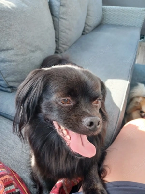 Pekinesen- Prager Rattler Mix Rüde