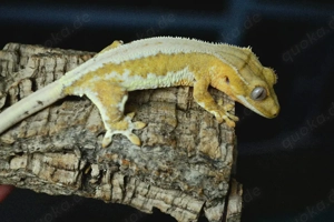 Kronengecko Lilly White Yellow Orange 