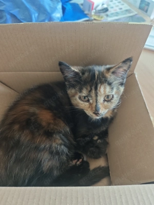 Maine Coon Mischlinge 