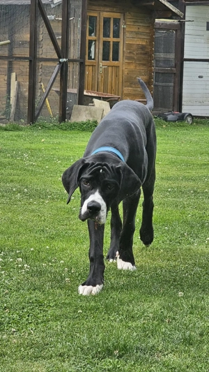 Dogge-labrador-mastiff