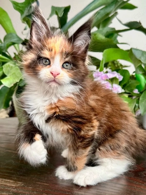 Königliche Maine-Coon-Kitten