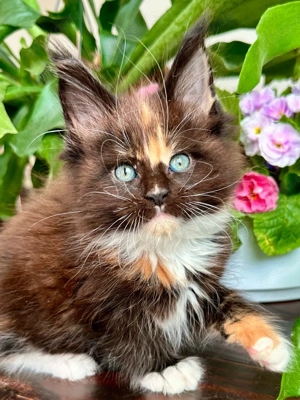 Königliche Maine-Coon-Kitten