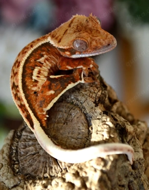 Kronengecko Orange Tricolor 