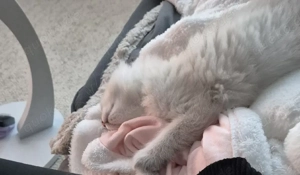 Entzückende Neva Masquerade Kitten 