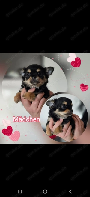 Chihuahua Welpen auszugsbereit