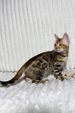 Ich bin Laila, ein Mädchen aus Bengalen.