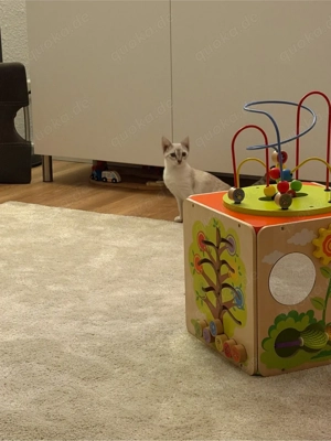 Liebe Siam-Mix Katze sucht neues Zuhause