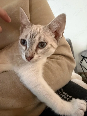 Liebe Siam-Mix Katze sucht neues Zuhause