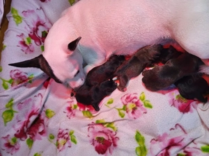 Französische bulldogge, Dackel, Chihuahua mix Welpen 