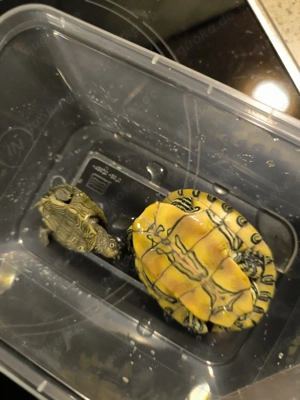 Zwei Wasserschildkröten 