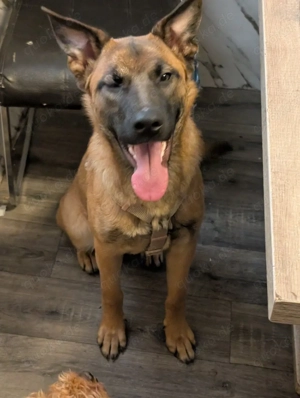 Malinois Hündin