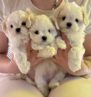 Drei weiße Märchenwesen: kleinbleibende Malteser Welpen mit koreanische Abstammung