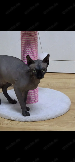 Wurf Ankündigung sphynx katzen 