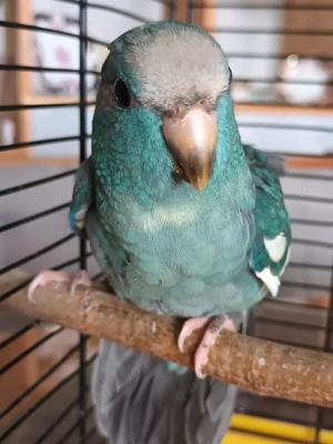 Nestjunge Ziegensittiche 