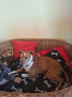 Dein bester Freund wartet auf Dich Bild 5