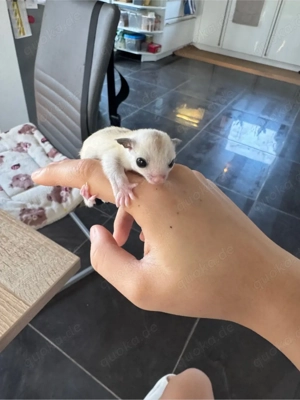 Whiteface Grey männlich sugar glider