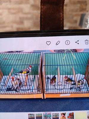 Stieglitz Major  Bild 2