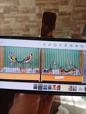 Stieglitz Major  Bild 3