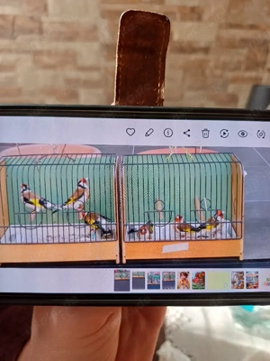 Stieglitz Major  Bild 4