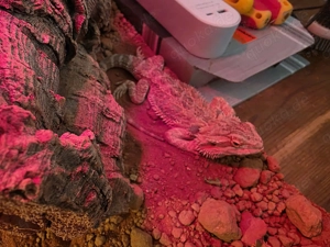 Bartagame + Terrarium + Zubehör