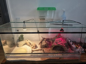 Bartagame + Terrarium + Zubehör