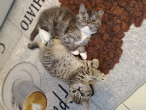 Kätzchen In guten Händen 