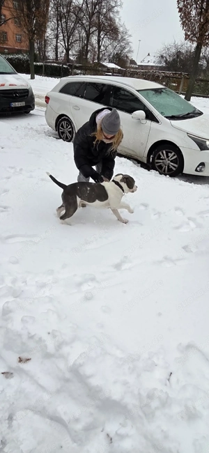 Deckrüde Old Englisch Bulldogg