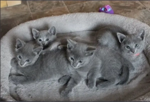 Entzückende Russisch Blau Kätzchen   11 Wochen alt