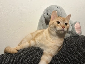 weiß-orange British Kurzhaar Maine coon mix katze