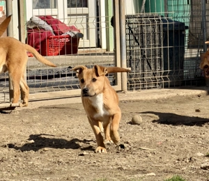 Steve, z. Zt. in Ungarn, ist ein typischer Welpe. Bild 2