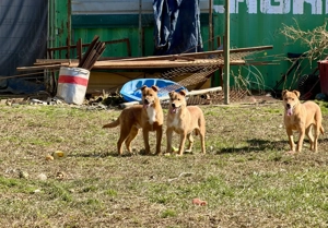 Steve, z. Zt. in Ungarn, ist ein typischer Welpe. Bild 3