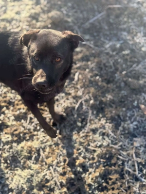 Yana, sanfte Schönheit sucht ihr Zuhause Bild 8