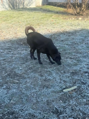 Yana, sanfte Schönheit sucht ihr Zuhause Bild 9