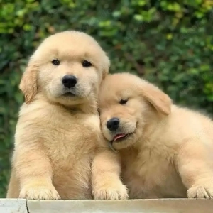 Reinrassige Golden-Retriever-Welpen