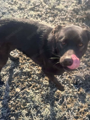 Yana, sanfte Schönheit sucht ihr Zuhause Bild 10