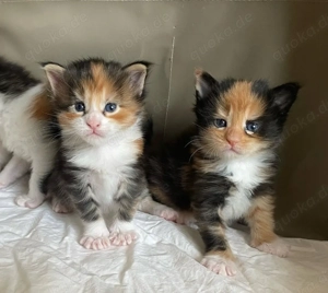 Maine Coon Kitten zu verkaufen