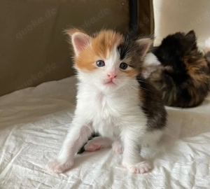 Wunderschöne Maine-Coon-Kätzchen 