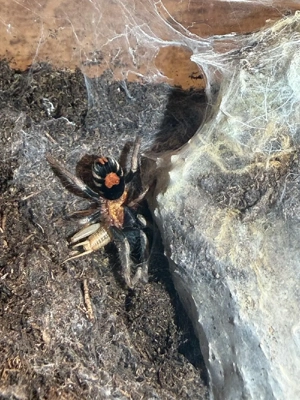 Verschiedene Vogelspinnen  Bild 2