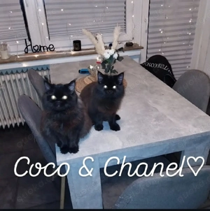 Maine Coon Perser Mix Katzen Mädchen ab zu geben