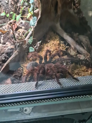 Verschiedene Vogelspinnen  Bild 10