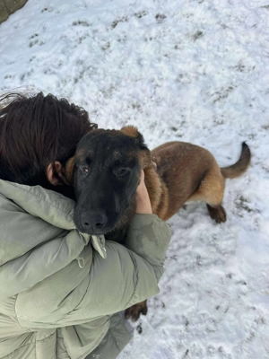 Seneca, wunderschöner Rüde mit Handicap sucht verständnisvolle Menschen 