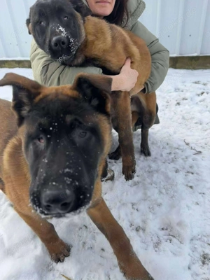 Seneca, wunderschöner Rüde mit Handicap sucht verständnisvolle Menschen 