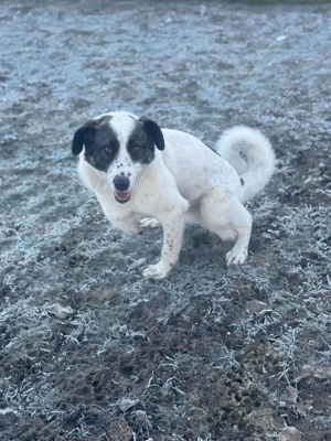 Zaubermaus Betsy auf drei Pfoten Bild 7