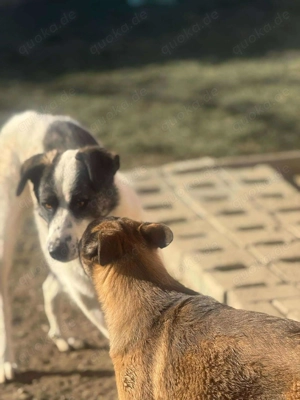 Zaubermaus Betsy auf drei Pfoten Bild 4