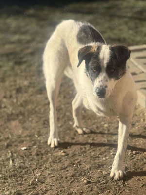 Zaubermaus Betsy auf drei Pfoten Bild 3