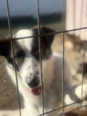 Zaubermaus Betsy auf drei Pfoten Bild 5