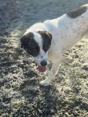 Zaubermaus Betsy auf drei Pfoten Bild 6