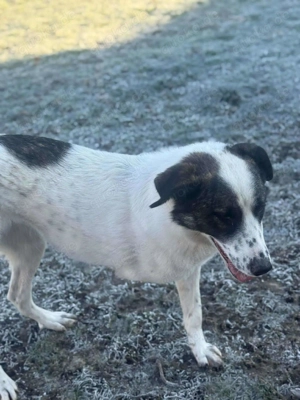 Zaubermaus Betsy auf drei Pfoten Bild 10